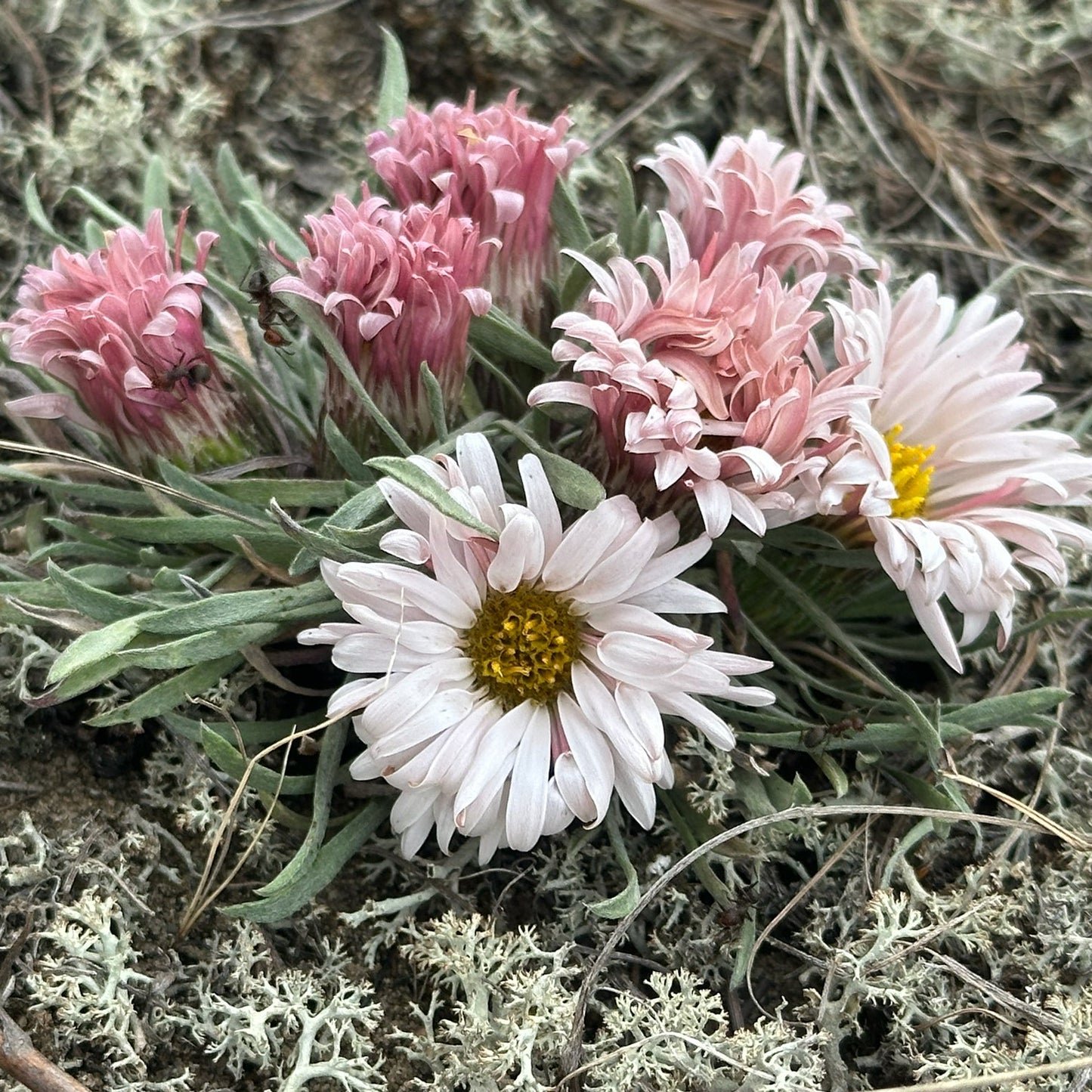Stemless Townsend Daisy