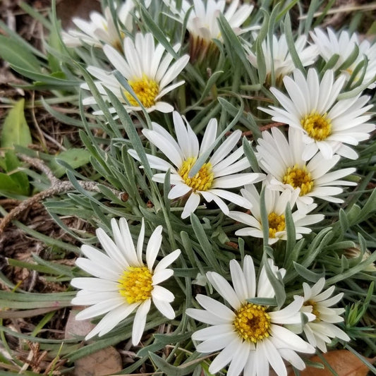 Stemless Townsend Daisy