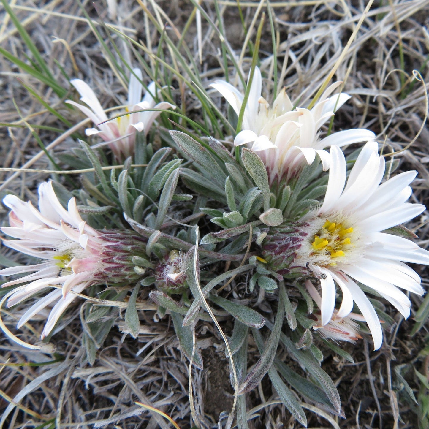 Stemless Townsend Daisy