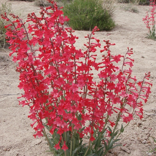 Utah Penstemon
