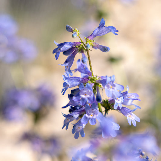 Wasatch Penstemon