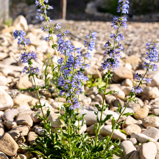 Wasatch Penstemon