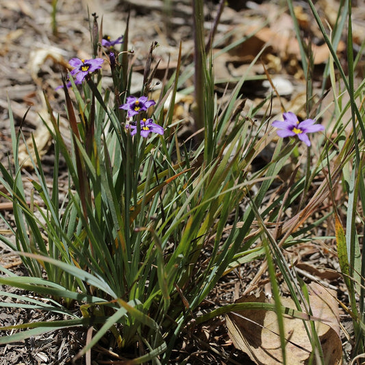 Idaho Blue-eyed Grass
