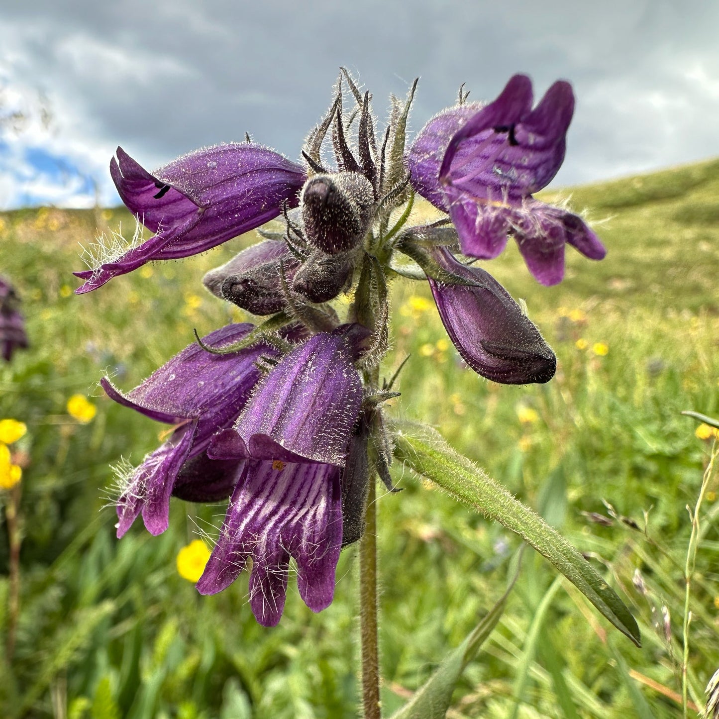 Whipple's Penstemon