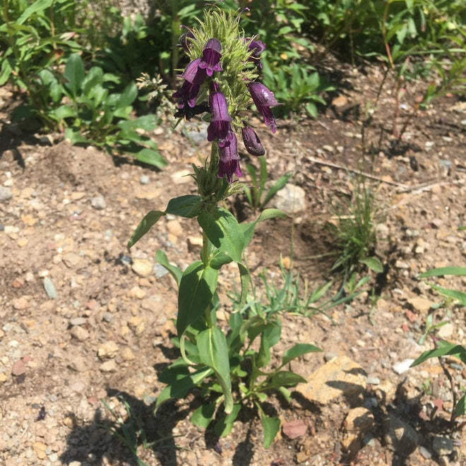 Whipple's Penstemon