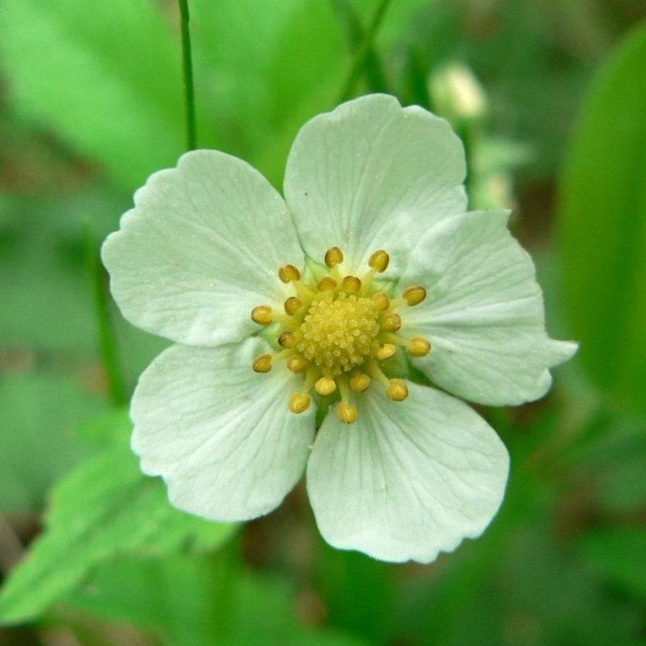 Alpine Strawberry ‘Alexandria’