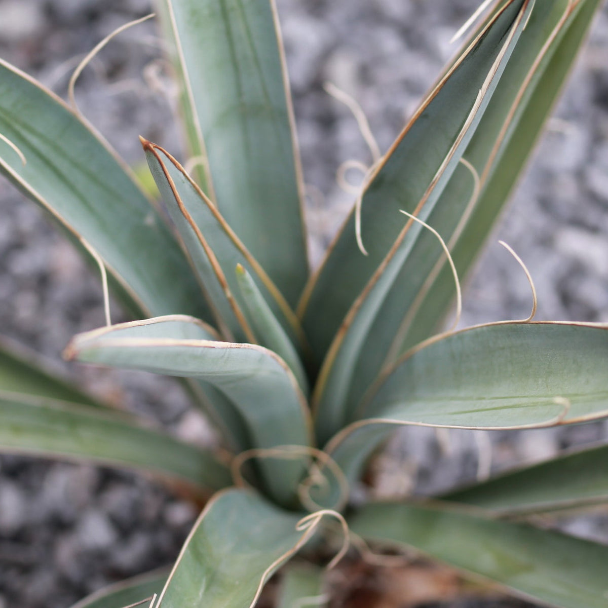 Banana Yucca