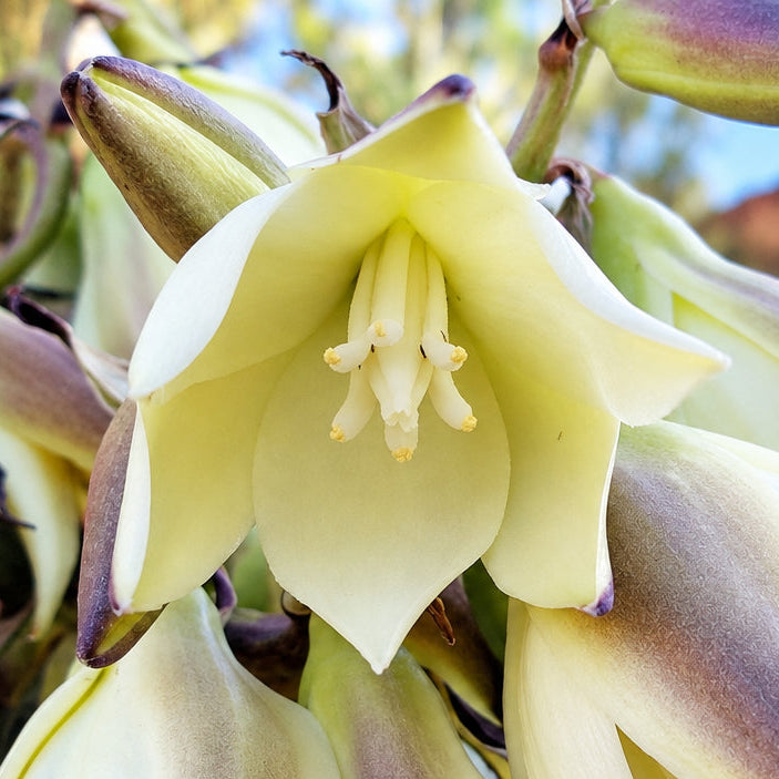 Banana Yucca