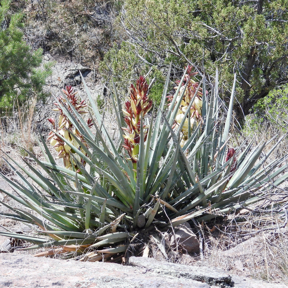 Banana Yucca