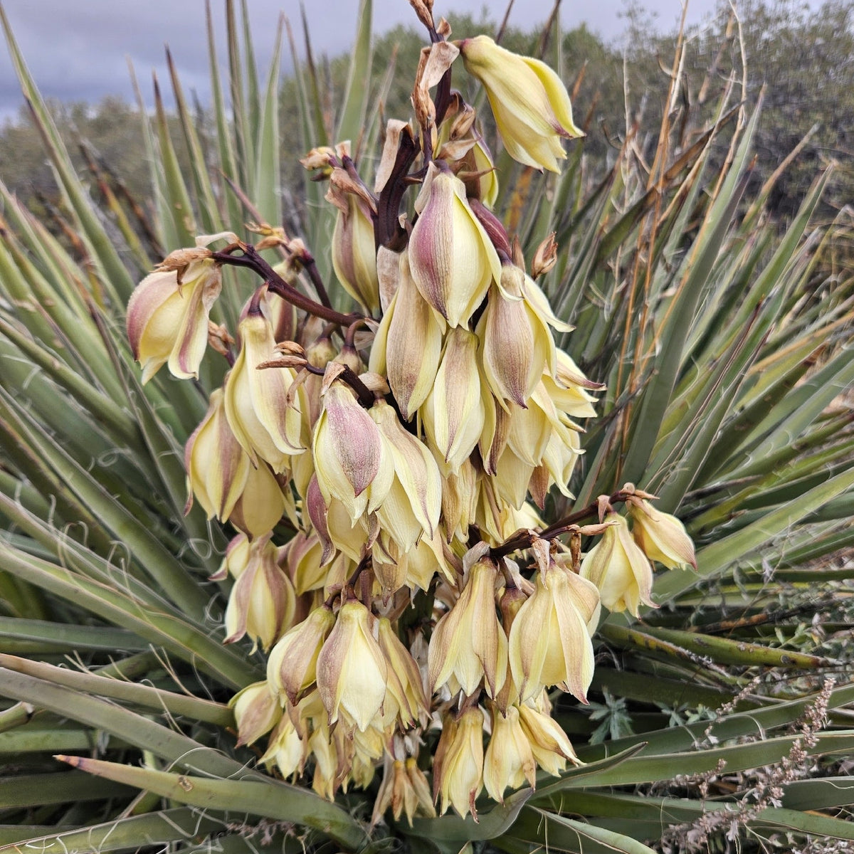 Banana Yucca