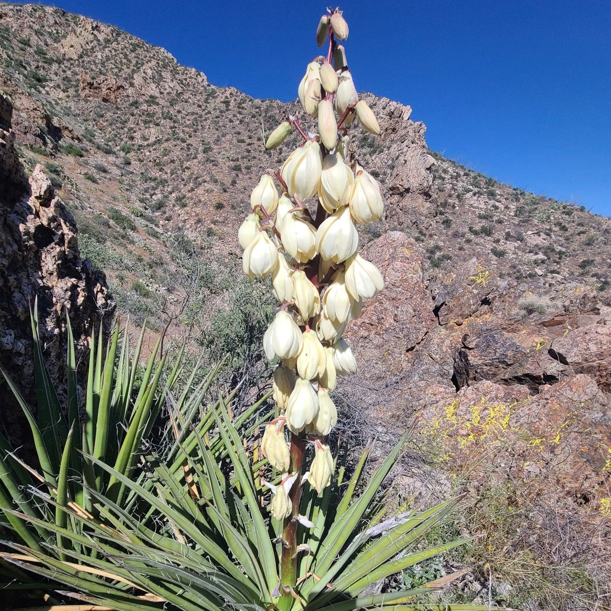 Banana Yucca
