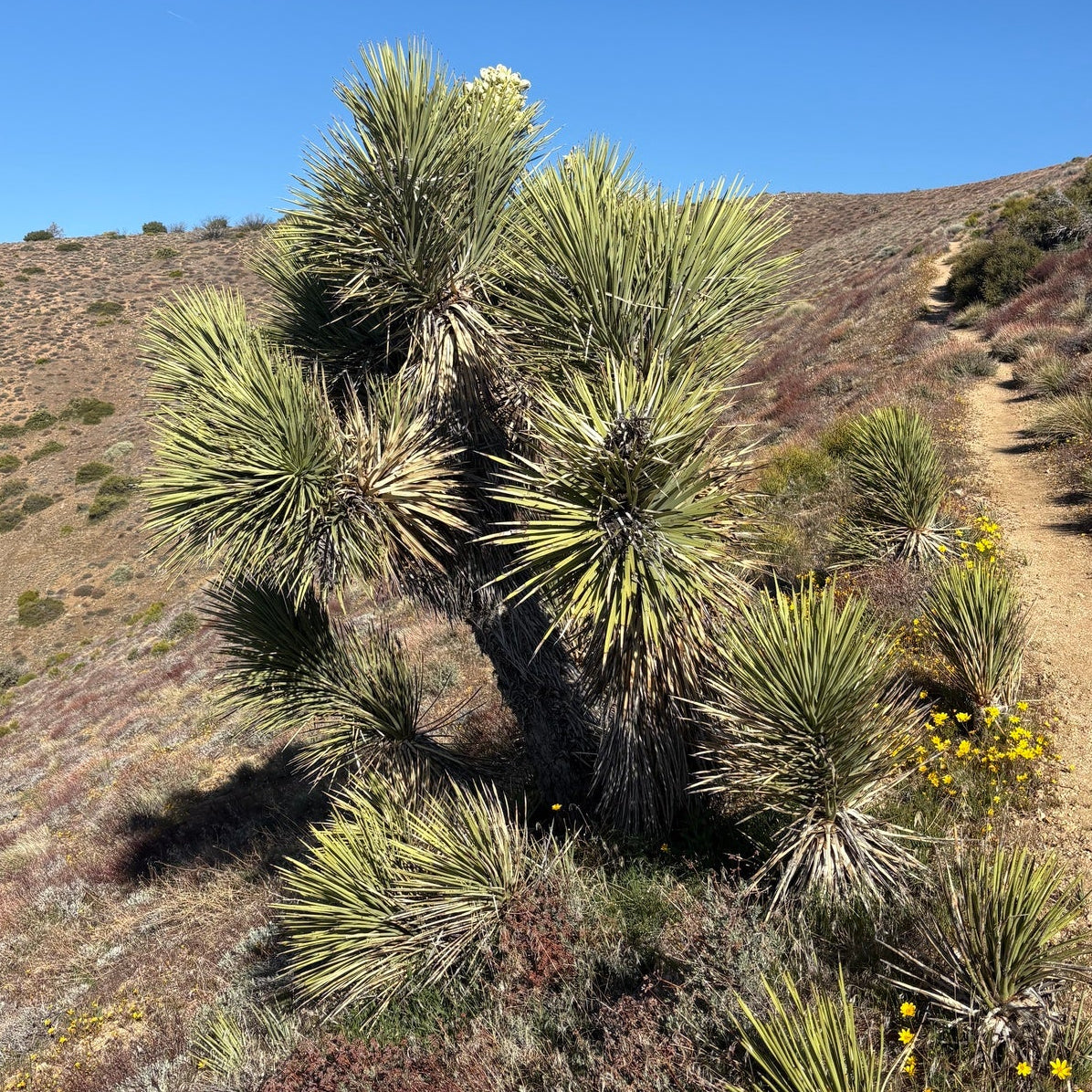 Joshua Tree