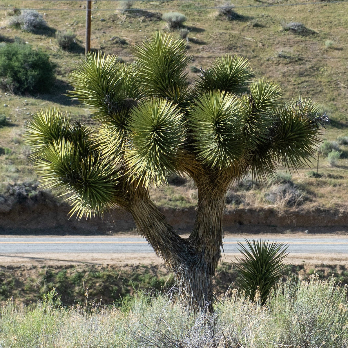 Joshua Tree