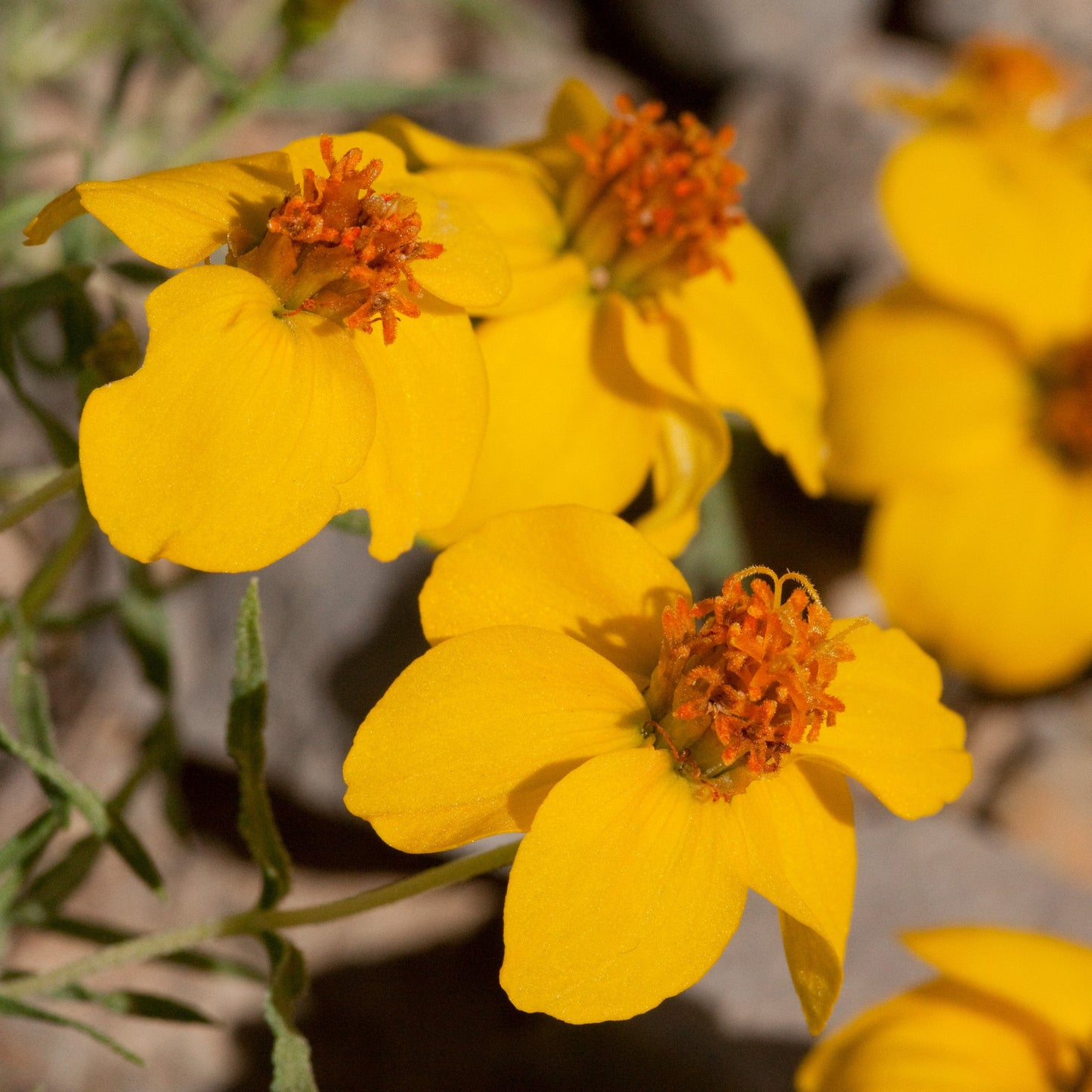 Prairie Zinnia