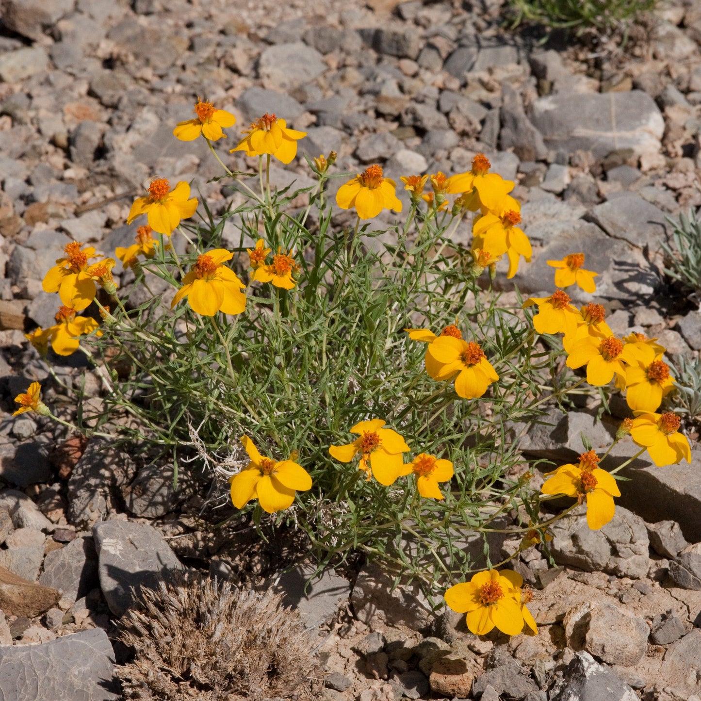 Prairie Zinnia