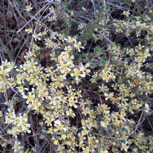 Antelope Bitterbrush