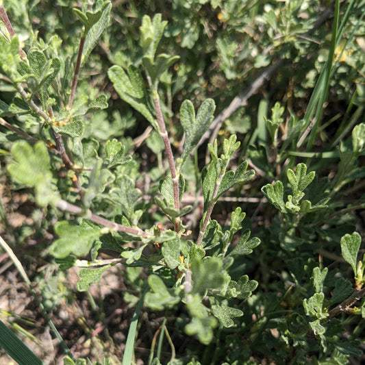 Antelope Bitterbrush
