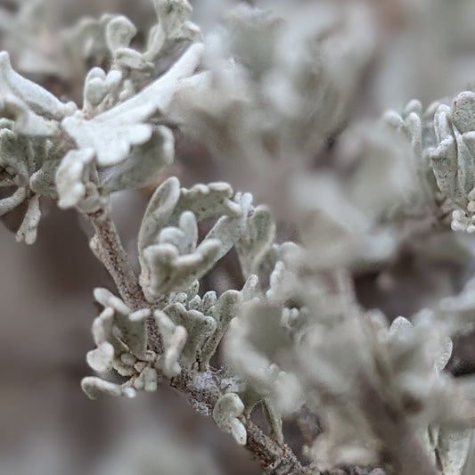Black Sagebrush