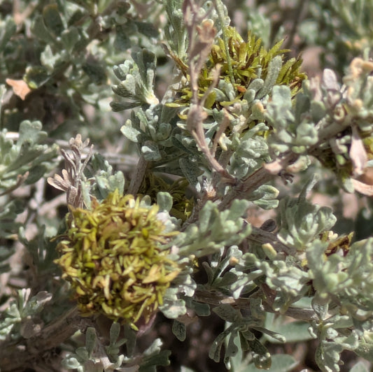 Black Sagebrush