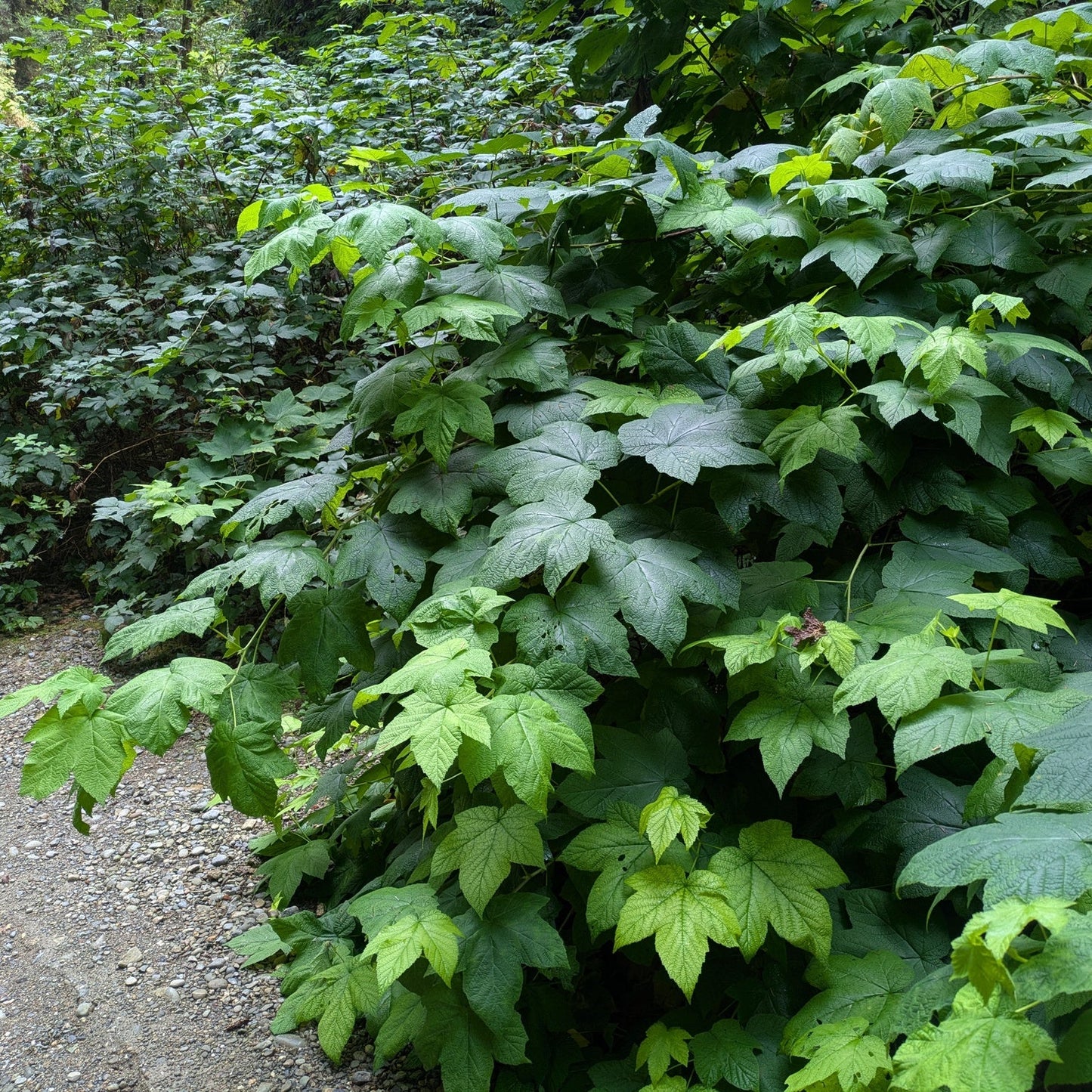 Thimbleberry