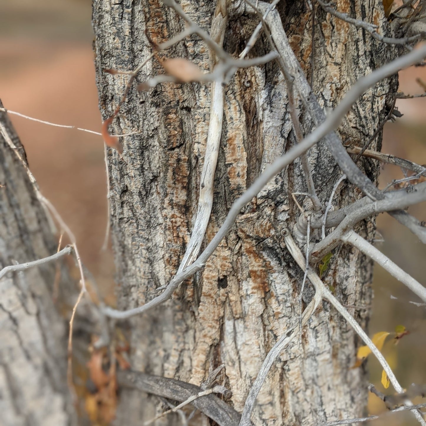 Narrowleaf Cottonwood