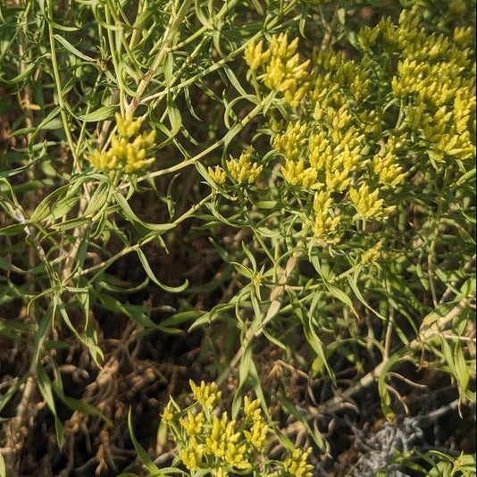 Yellow Rabbitbrush
