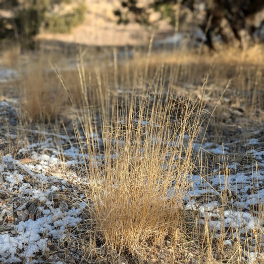 Bluebunch Wheatgrass