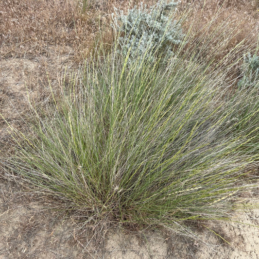 Bluebunch Wheatgrass