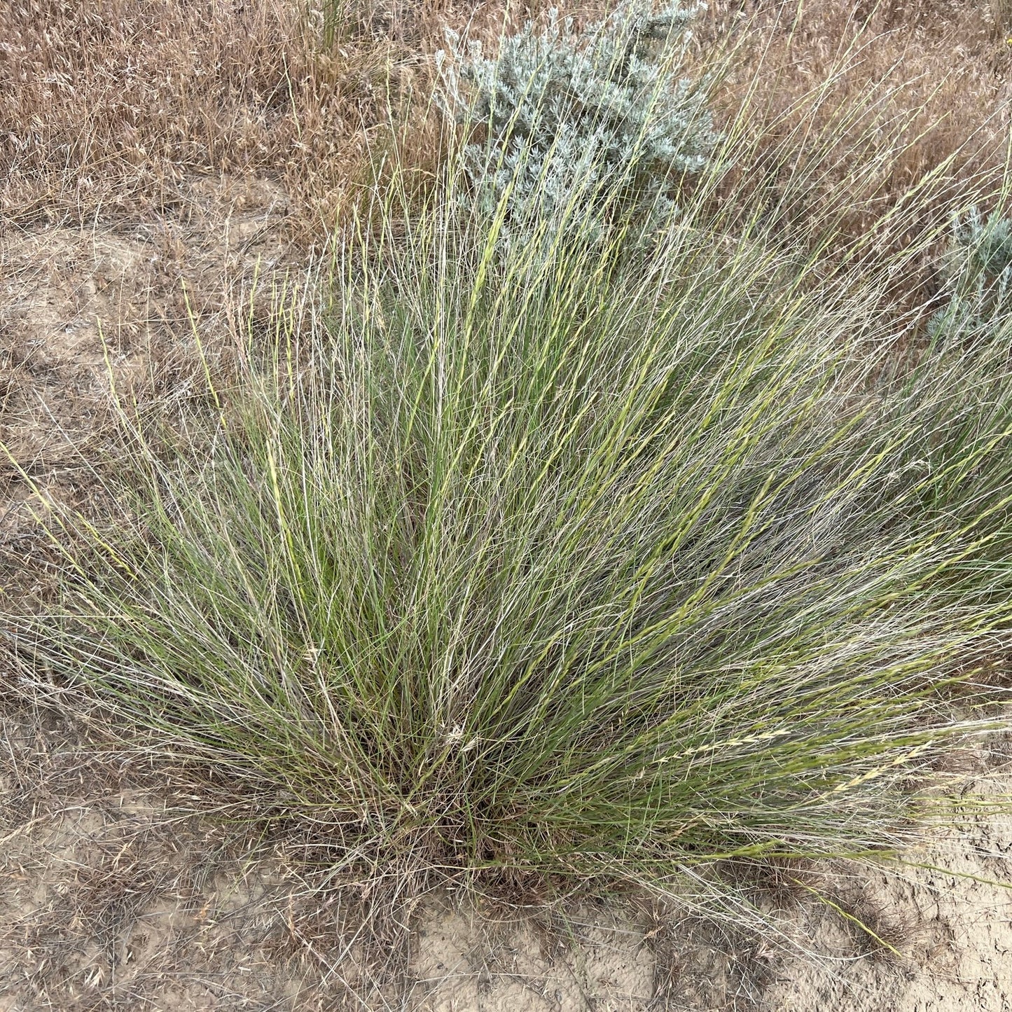 Bluebunch Wheatgrass