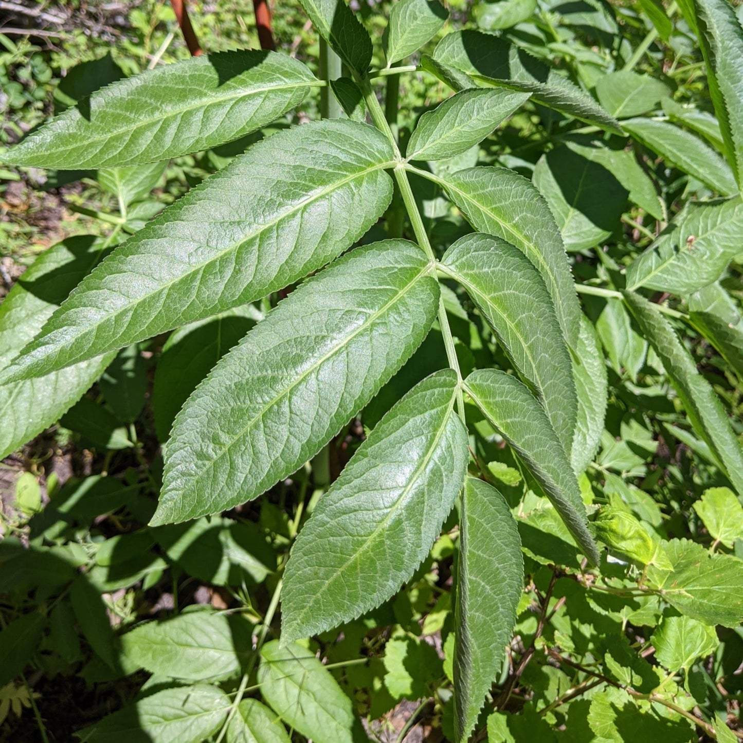 Blue Elderberry