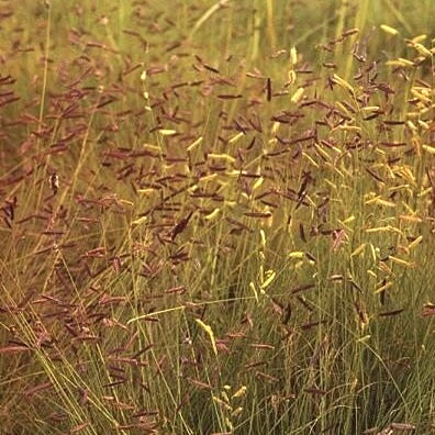 Blue Grama Grass Bouteloua gracilis