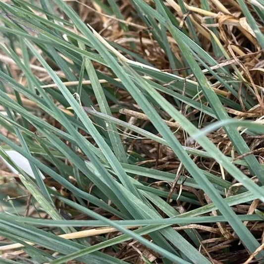 Meadow Grass ‘Blue Hills’