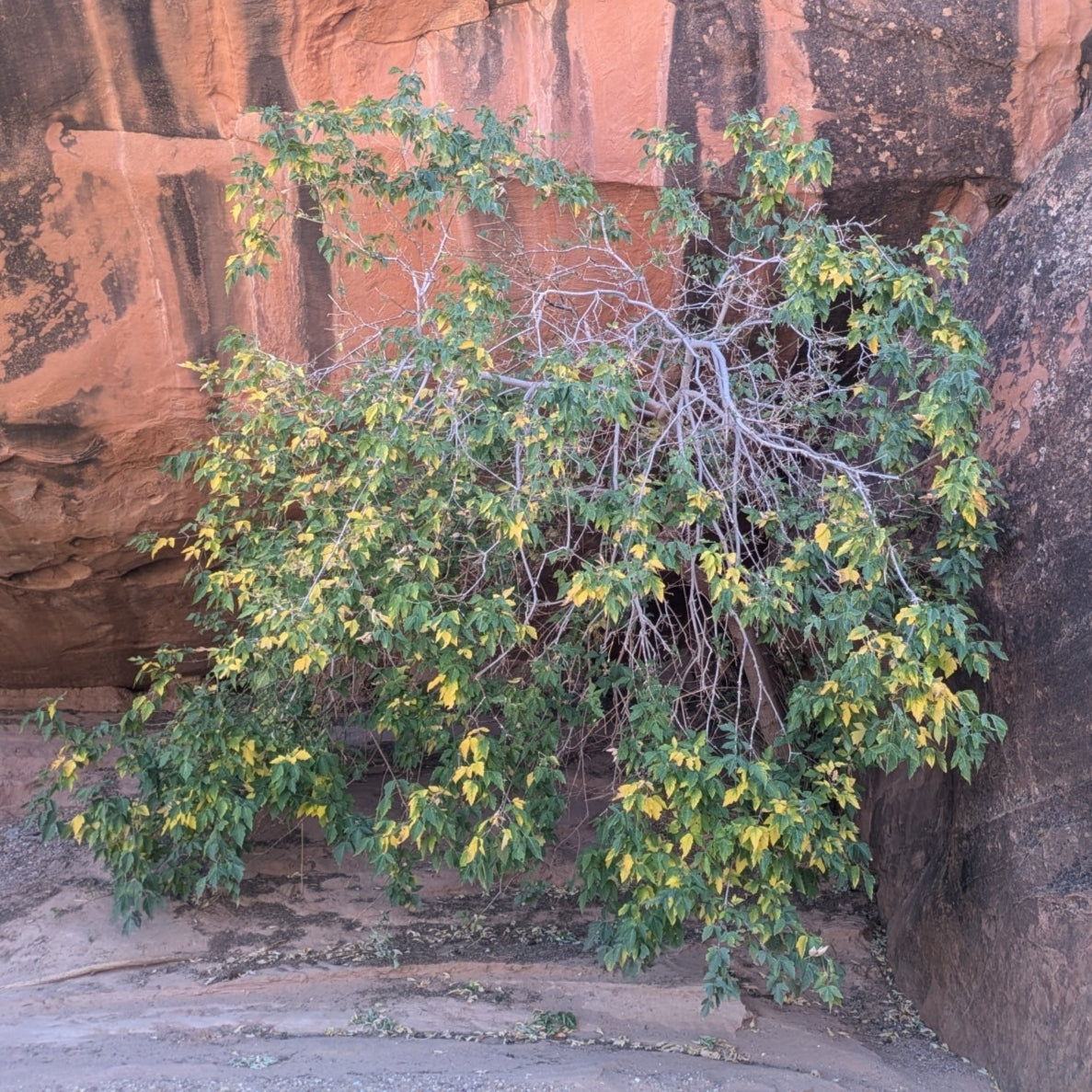 Boxelder