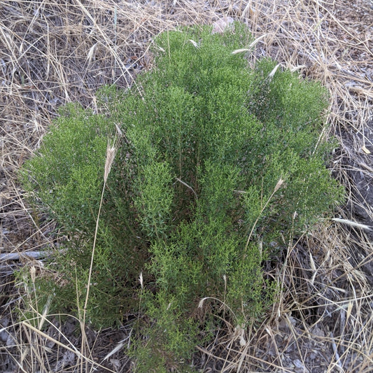 Broom Snakeweed