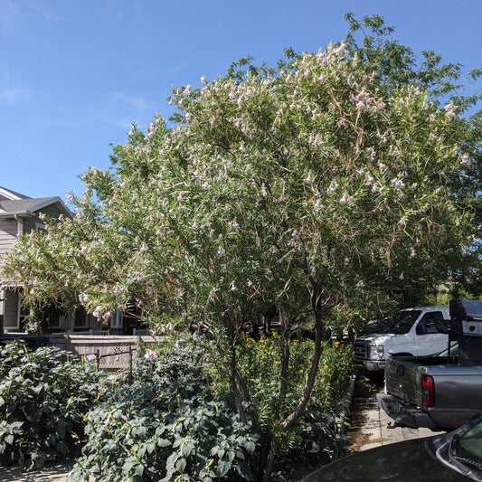 Desert Willow