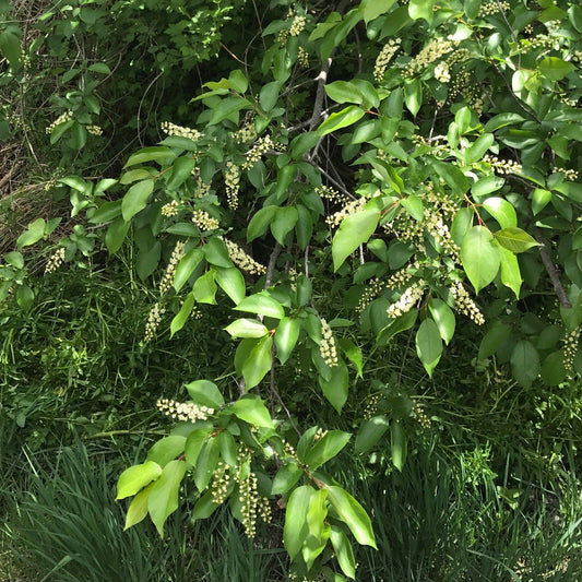 Black Chokecherry