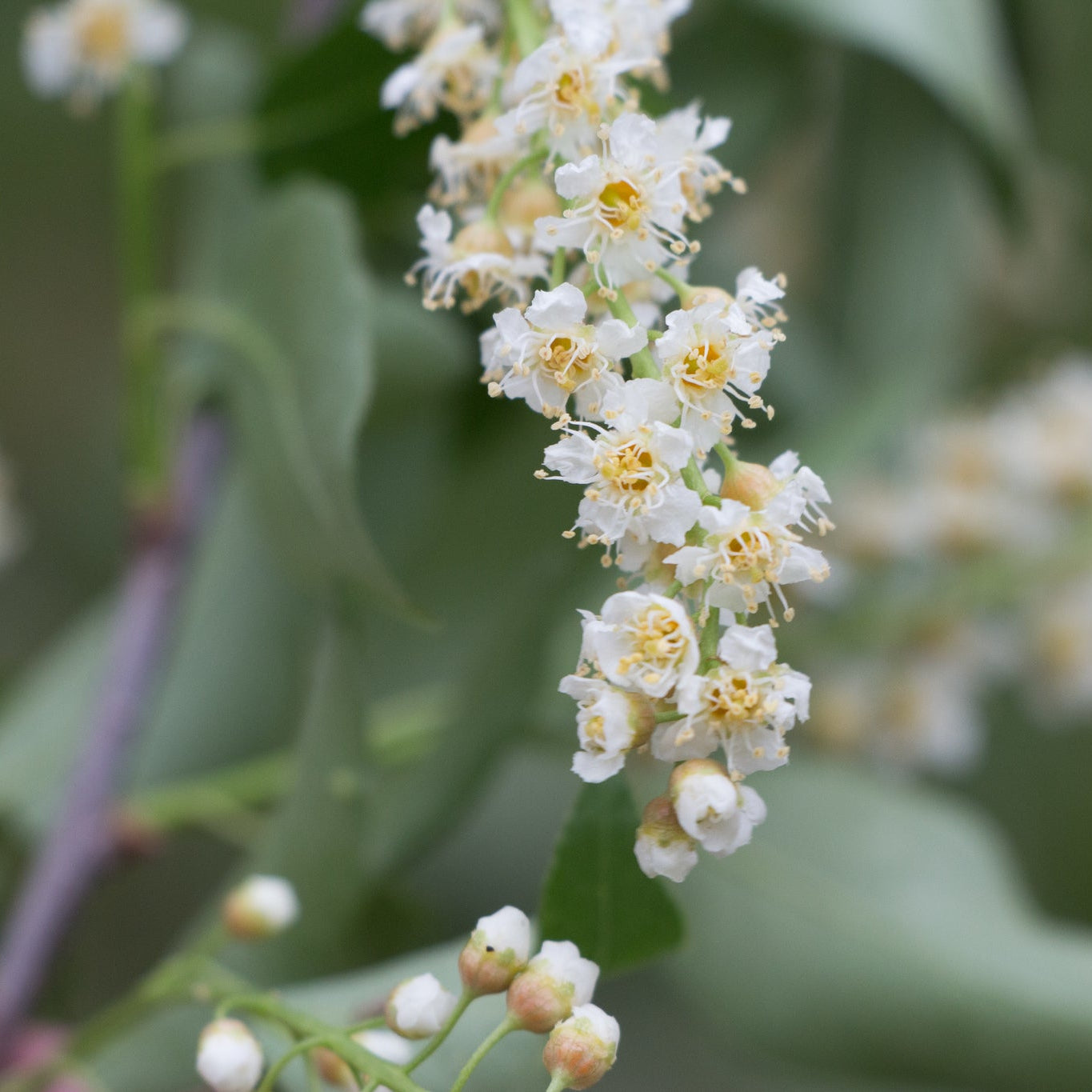 Black Chokecherry