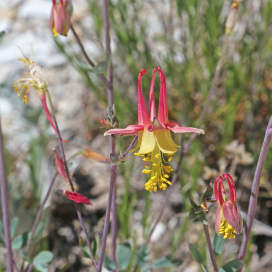 Oil Shale Columbine