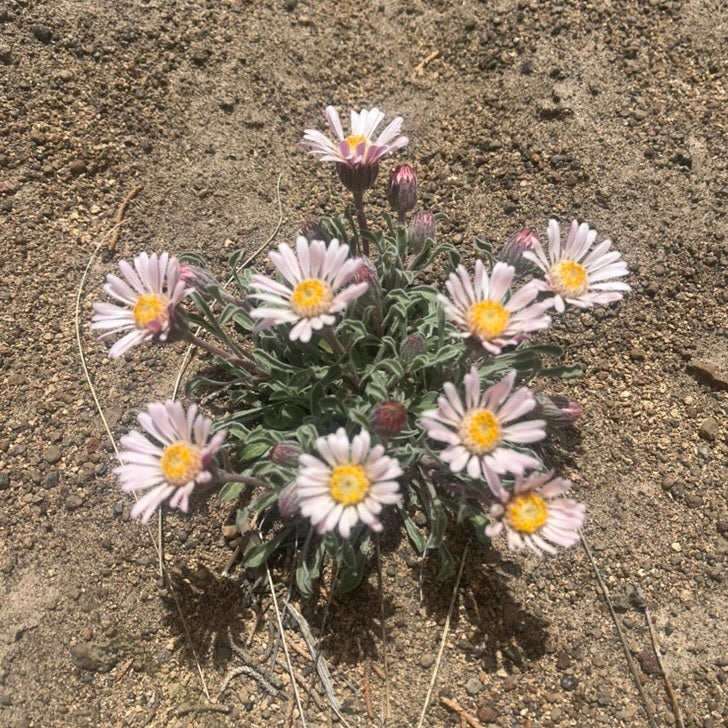 Wyoming Townsend Daisy