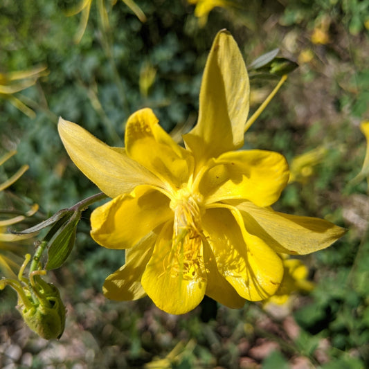 Denver Gold Columbine