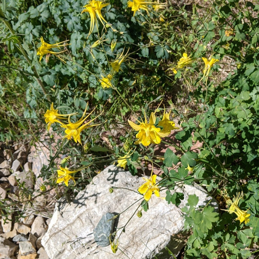 Denver Gold Columbine