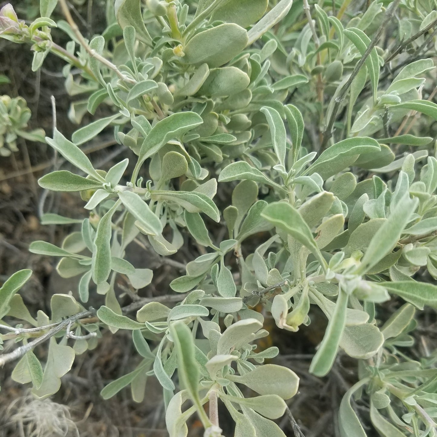 Desert Sage