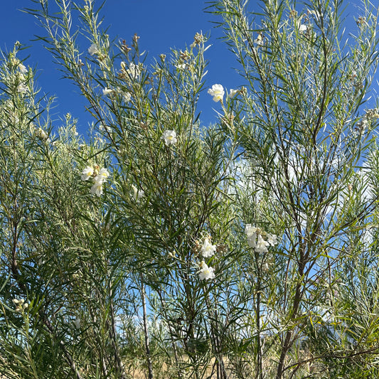 Desert Willow 'Hope'