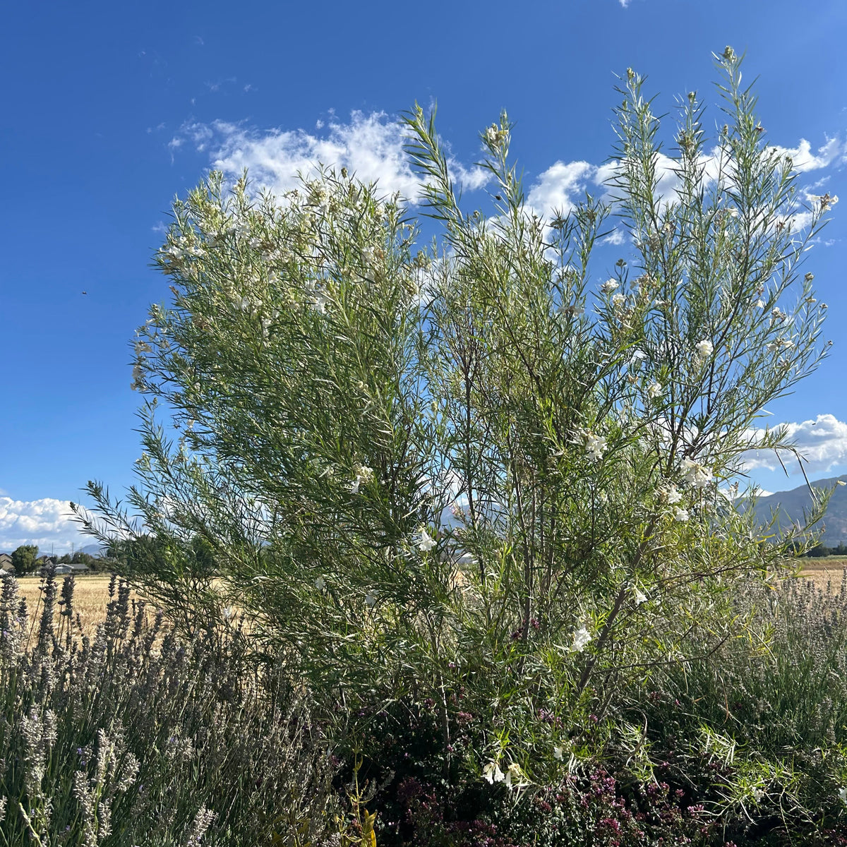 Desert Willow 'Hope'