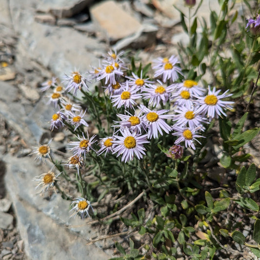 Shaggy Fleabane