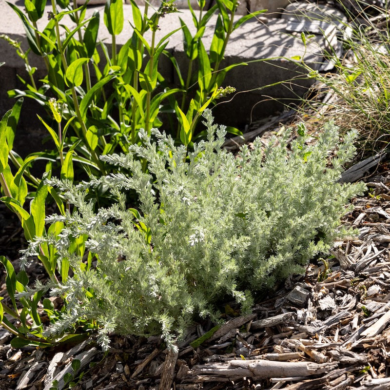 Fringed Sage