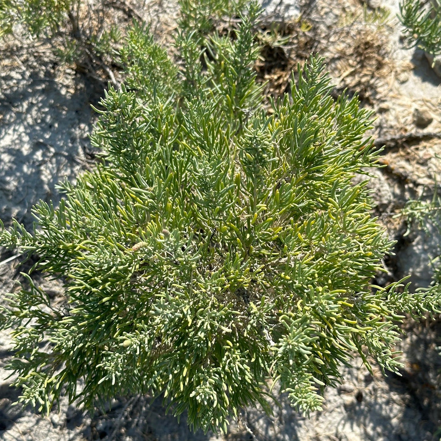 Greasewood