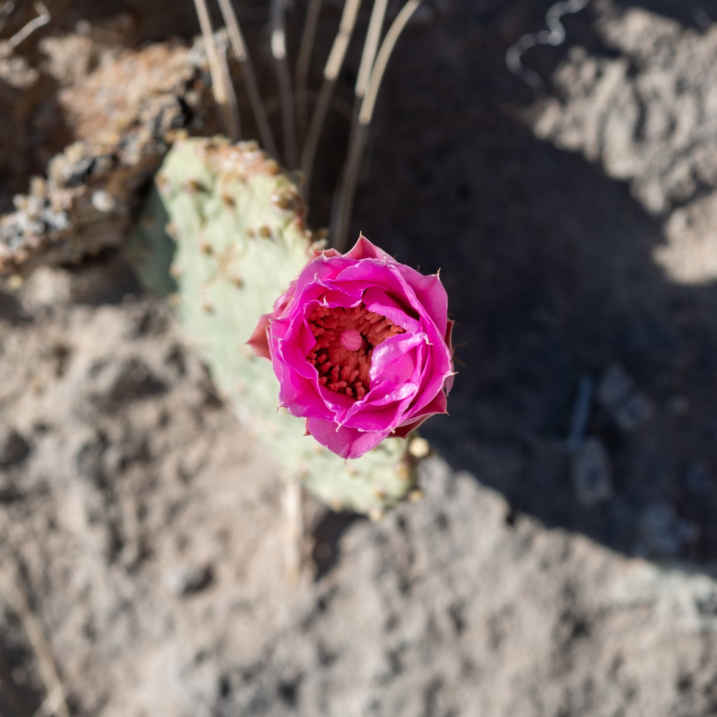 Heil's Beavertail Cactus