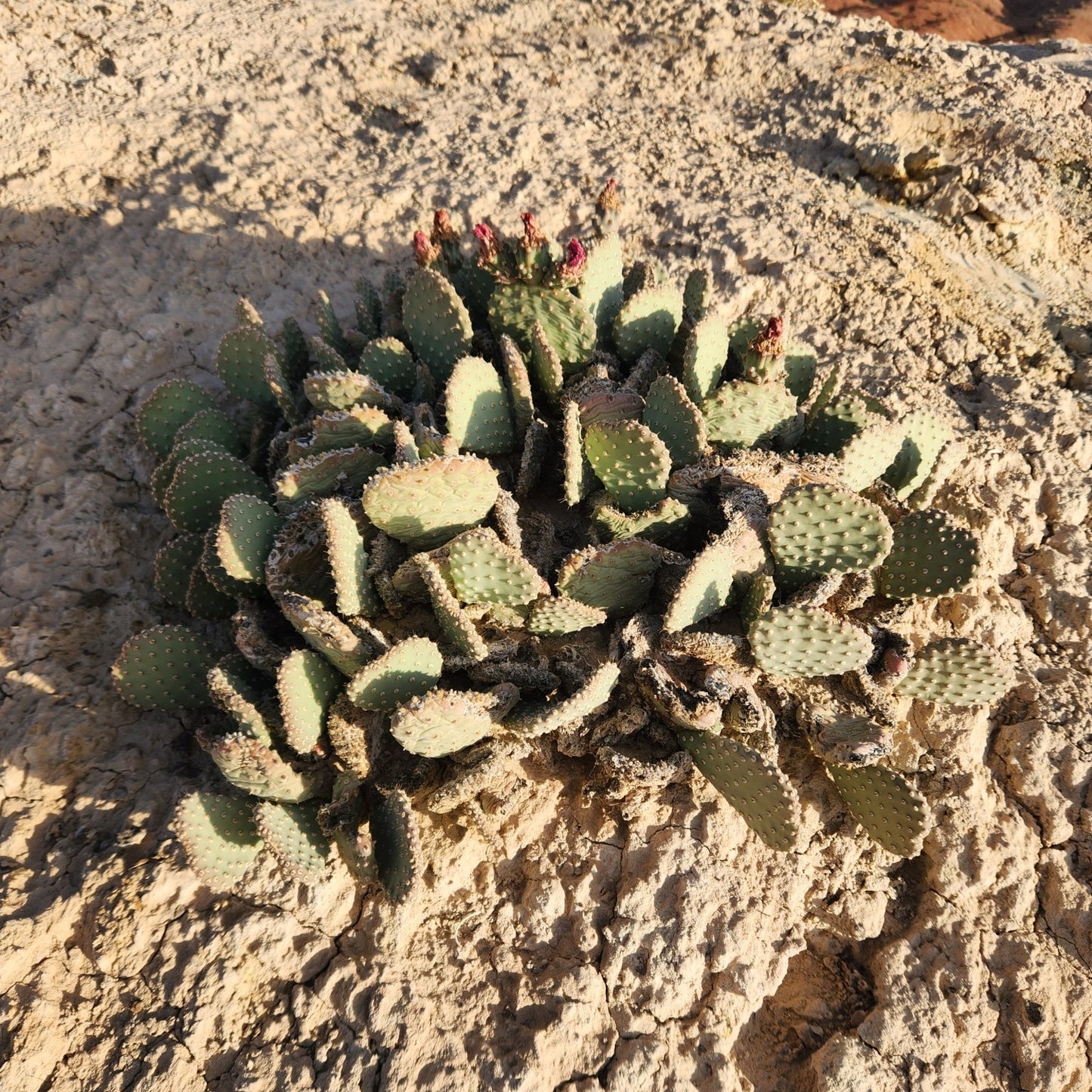 Heil's Beavertail Cactus