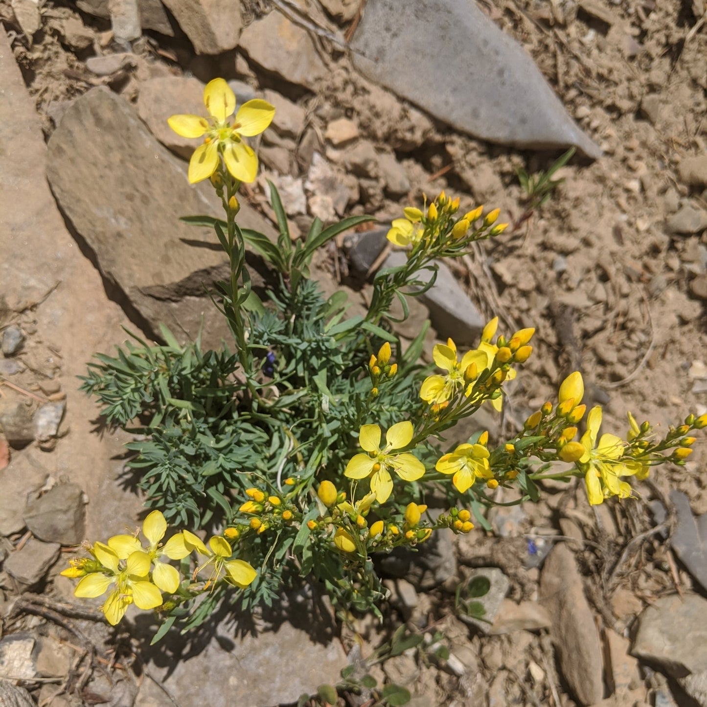 King's Flax